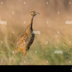 aves-comunes-de-la-pampa-en-su-habitat-natural