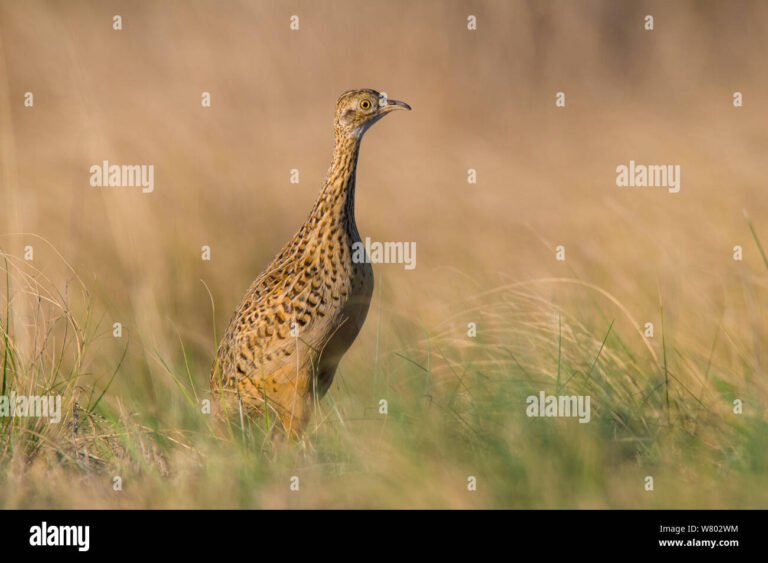 Cuáles son las aves más comunes que se encuentran en La Pampa 19 aves comunes de la pampa en su habitat natural