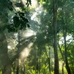 Por qué son importantes los árboles para el medio ambiente y la vida bosque-frondoso-con-luz-solar-filtrandose
