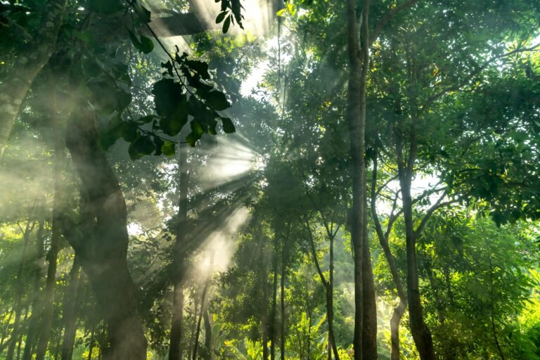 Por qué son importantes los árboles para el medio ambiente y la vida 2 bosque frondoso con luz solar filtrandose