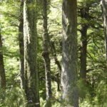 bosque-tipico-del-norte-argentino-con-arboles-variados