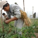 campo-agricola-argentino-con-cultivo-y-cosecha