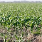 Qué cultivos se pueden sembrar en septiembre en Argentina campo-de-cultivo-en-primavera-argentina