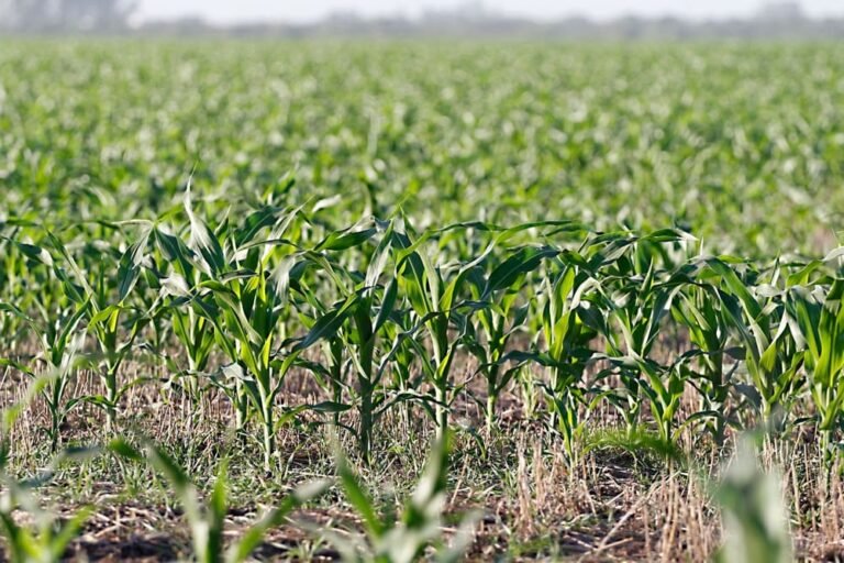 Qué cultivos se pueden sembrar en septiembre en Argentina 28 campo de cultivo en primavera argentina