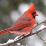 cardenal-colorado-sobre-rama-en-bosque-argentino