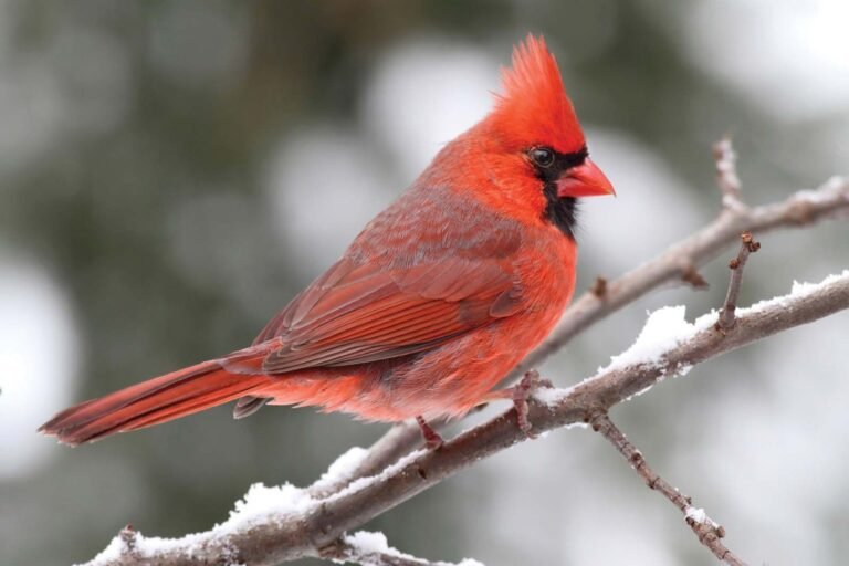 cardenal colorado sobre rama en bosque argentino