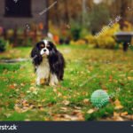 Qué caracteriza al Cavalier King Charles Spaniel como mascota ideal cavalier-king-charles-spaniel-jugando-feliz-en-jardin