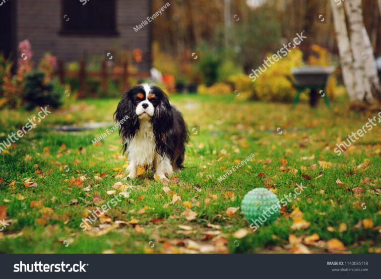 cavalier king charles spaniel jugando feliz en jardin