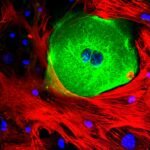 celulas-al-microscopio-fluorescente-coloridas