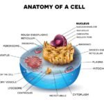 Cómo Está Formada Una Célula Y Cuáles Son Sus Partes Principales diagrama-colorido-de-celula-humana-detallada