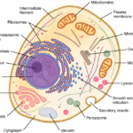 Cómo Se Forma Una Célula Y Cuáles Son Sus Etapas Principales diagrama-ilustrativo-proceso-formacion-celula-humana