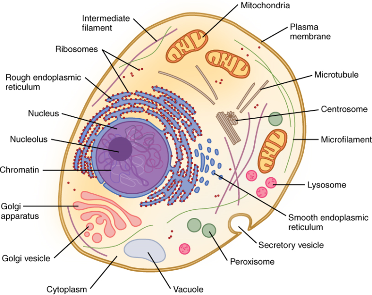 Cómo Se Forma Una Célula Y Cuáles Son Sus Etapas Principales 6 diagrama ilustrativo proceso formacion celula humana
