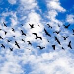 Qué Características Y Datos Importantes Debo Saber Sobre Las Aves diversas-aves-volando-en-cielo-azul