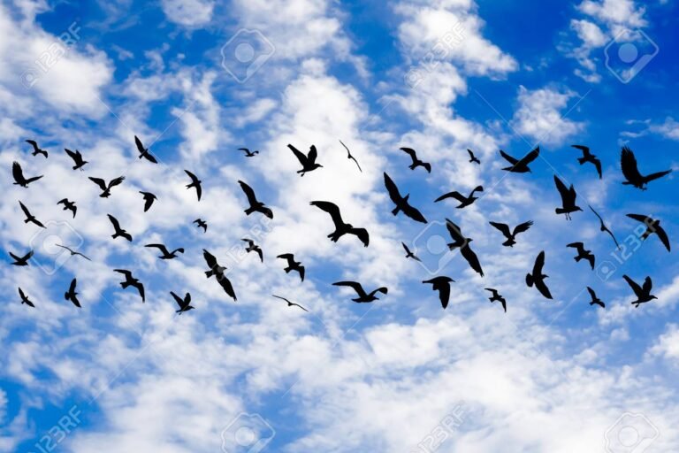 Qué Características Y Datos Importantes Debo Saber Sobre Las Aves 12 diversas aves volando en cielo azul