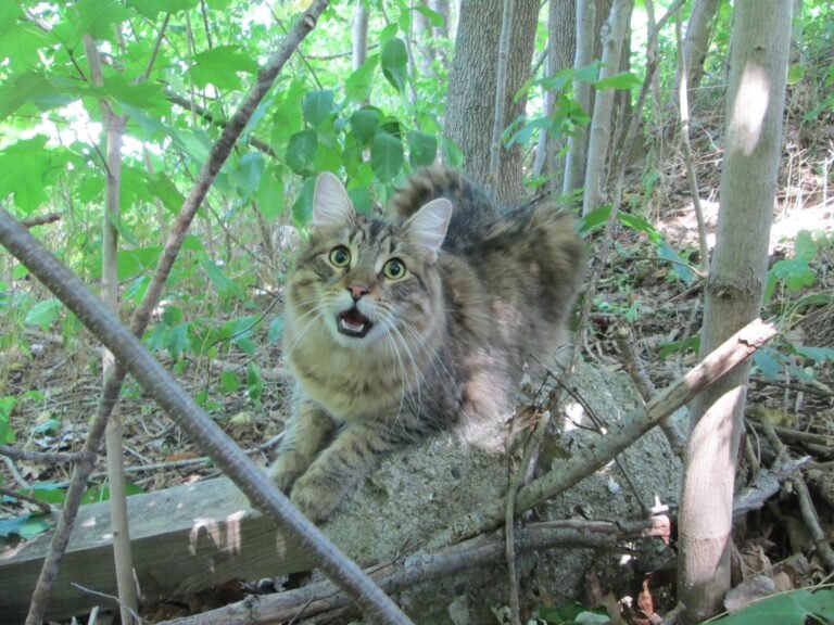 gato maullando al aire libre bosque