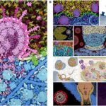 ilustracion-colorida-de-celulas-humanas-variadas