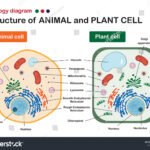 Cuáles Son Las Diferencias Entre Una Célula Vegetal Y Una Animal ilustracion-comparativa-celula-vegetal-y-animal