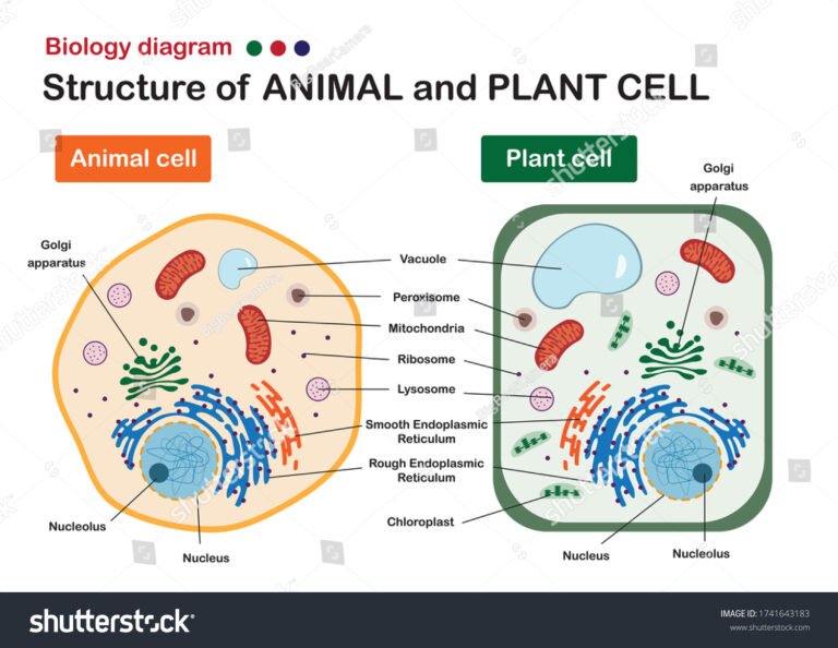 Cuáles Son Las Diferencias Entre Una Célula Vegetal Y Una Animal 11 ilustracion comparativa celula vegetal y animal