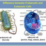 Cuáles son las diferencias entre células procariotas y eucariotas animal y vegetal ilustracion-comparativa-celulas-procariotas-y-eucariotas