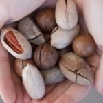 Por Qué Comprar Nueces Pecán Con Cáscara En Argentina manos-sosteniendo-nueces-pecan-con-cascara