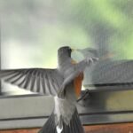 Qué Significa Que Un Pajarito Entre A Tu Casa Según El Folklore pajarito-volando-dentro-de-casa-ilumina-ventana