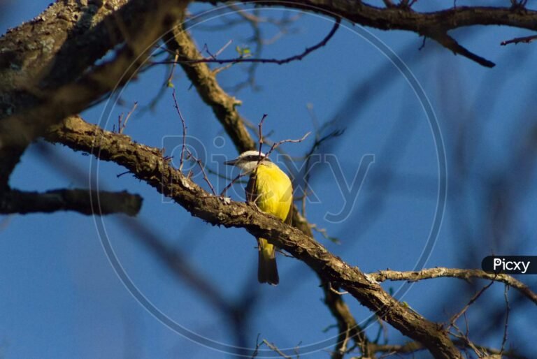 pajaro benteveo posado en rama verde