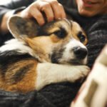 perro-calmado-con-dueno-acariciandolo-en-casa