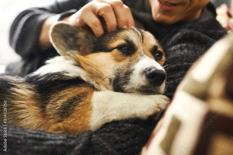 perro calmado con dueno acariciandolo en casa
