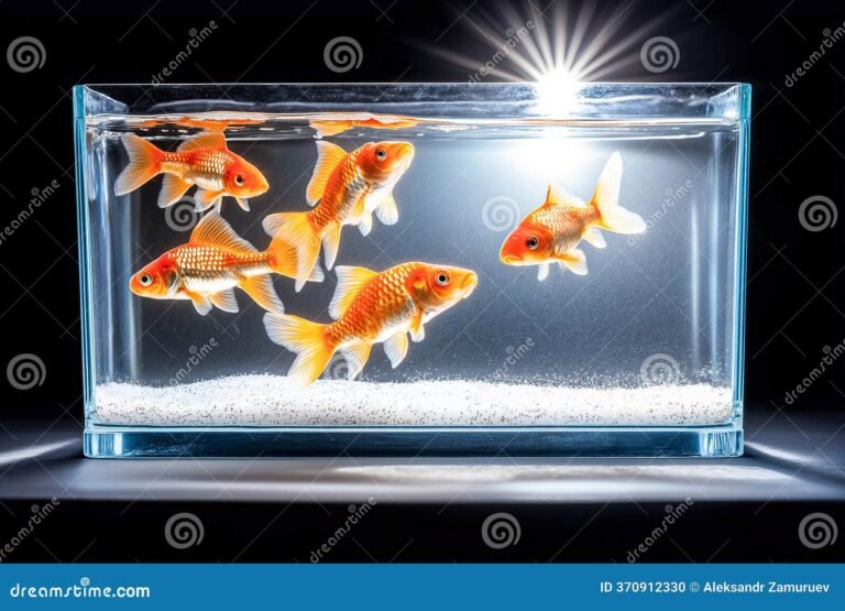 Qué información esencial necesito sobre el pez dorado 8 pez dorado nadando en acuario claro