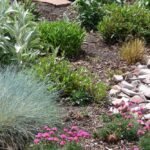 plantas-que-repelen-la-lluvia-naturalmente